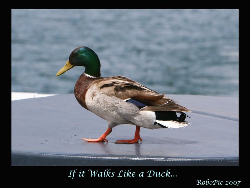 IMAGE: http://i159.photobucket.com/albums/t155/mikerault/walks_like_a_duck800.jpg