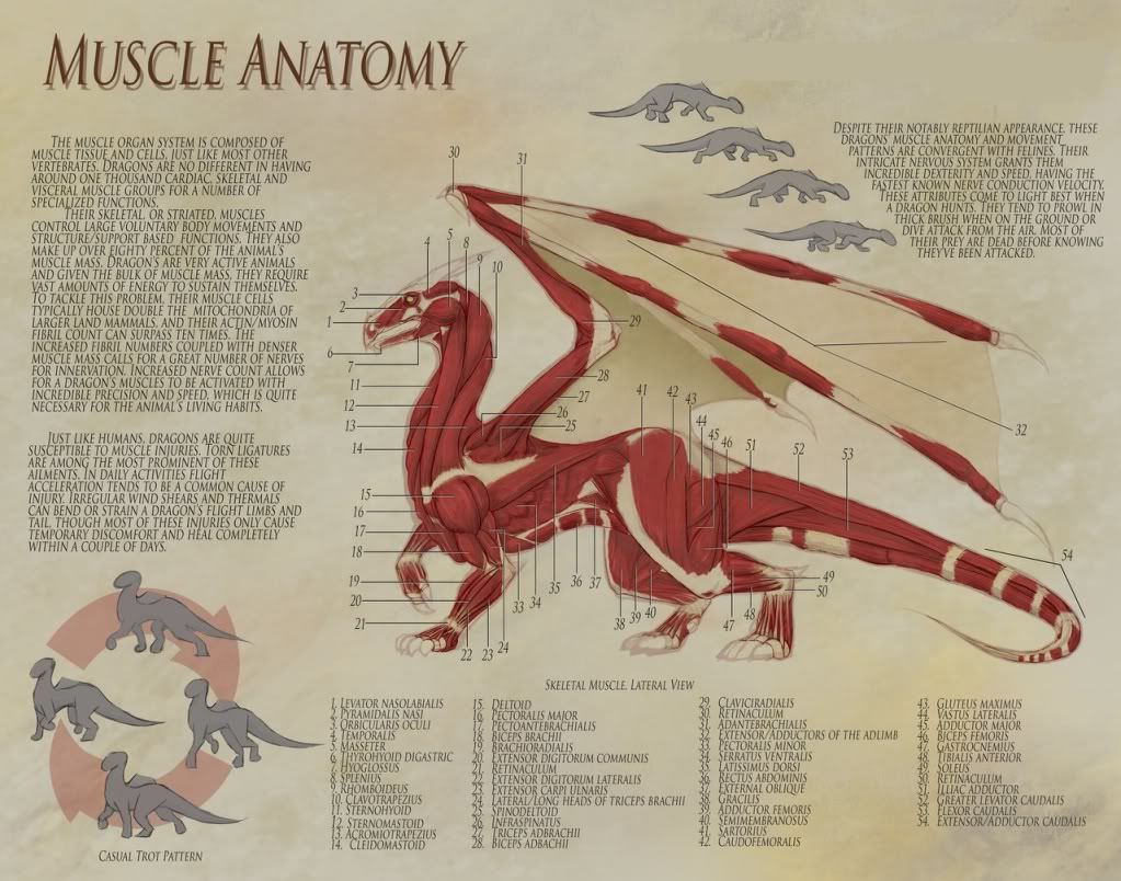 Dragon Anatomy Sword And Quill