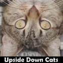 upside down cats