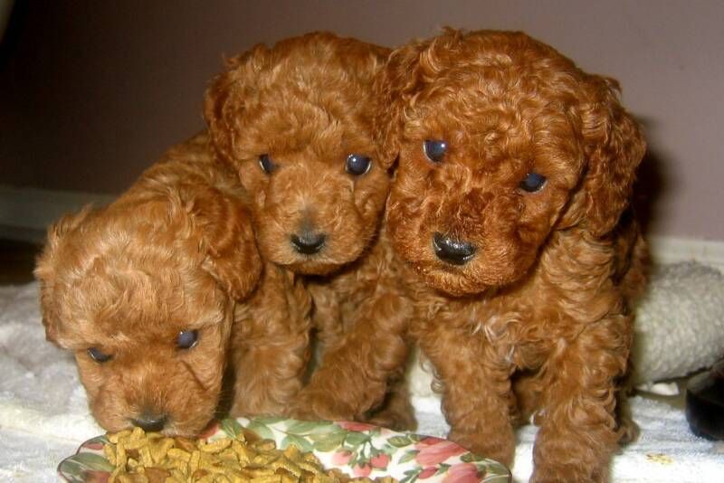Chó - Chó TOY POODLE (Puppy) Thailand màu CHOCOLATE .Chuẩn-Giá tốt