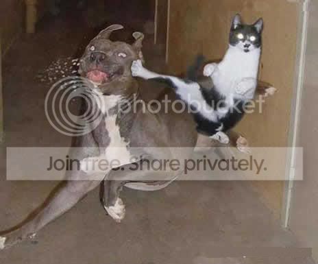 KungfuCat.jpg