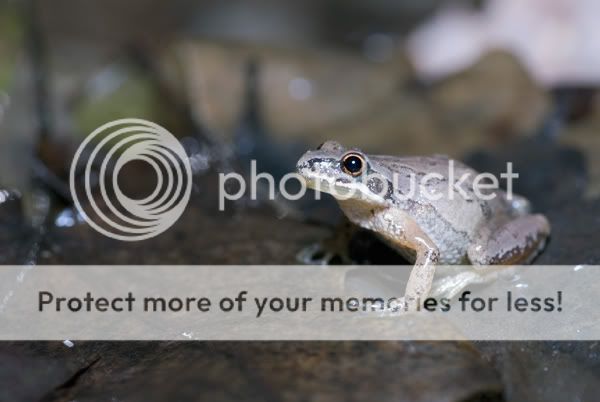 April 10th (Southwestern Ontario) - Field Herp Forum