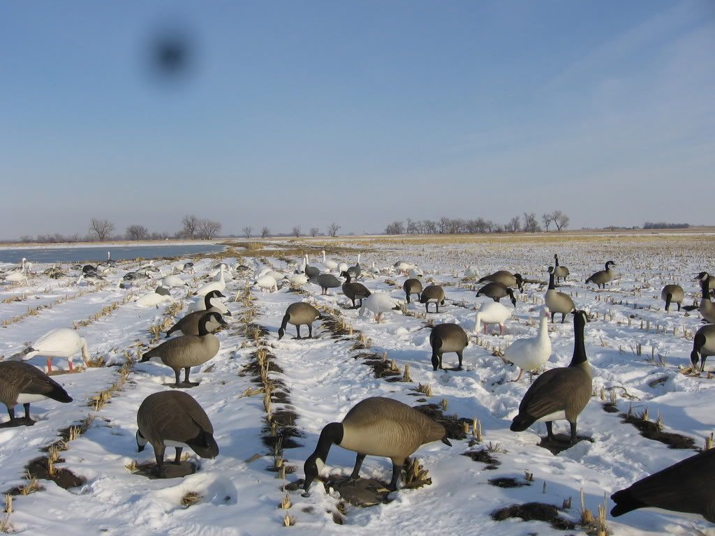 dropzone goose decoys dropzone goose decoys