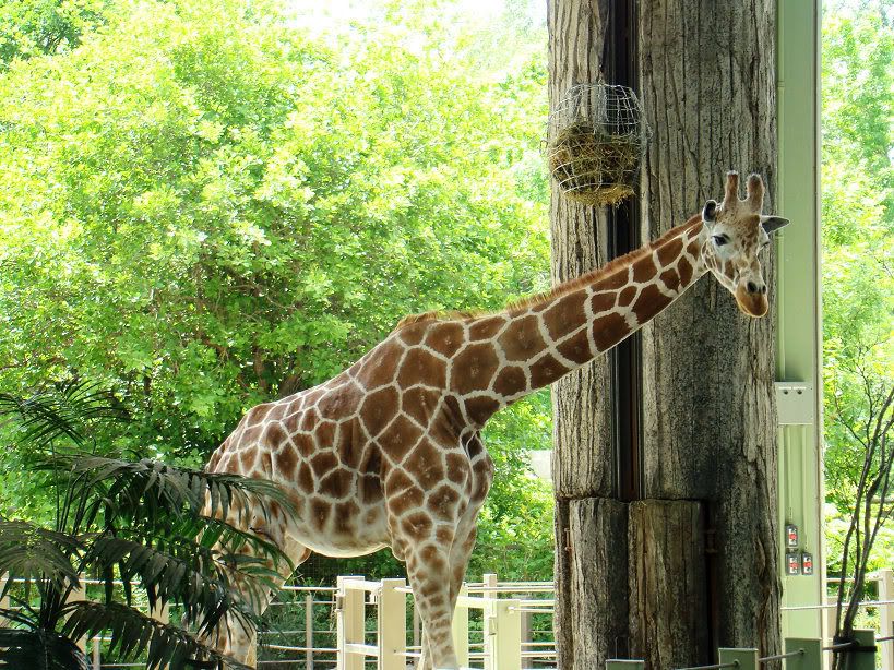 動物園裡的長頸鹿